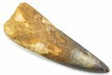 Real Spinosaurus Tooth - Robust Dinosaur Tooth #373998-1